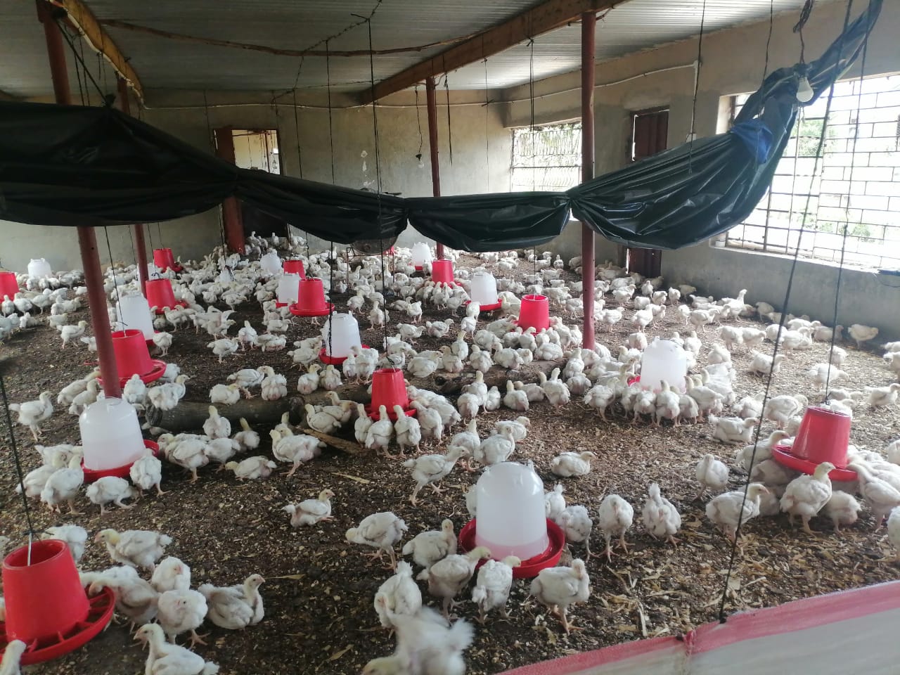 Crop Protection